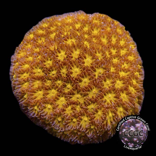 LiveAquaria® CCGC Aquacultured Orange Eye Leptastrea Coral